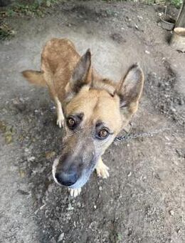 Füles - braucht dringend ein Zuhause! - Köln