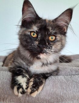 Maine Coon Katze - Geisenhausen