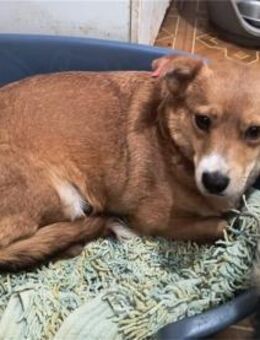 Julia Pflegestelle oder Zuhause gesuch - Oberwies