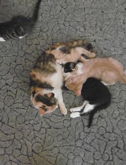 5 junge Hauskatzen suchen ein neues Zuhause - Gera