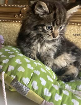 Kleine Katzen zu verkaufen - Bielefeld