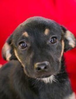 Cindy: Hundekind sucht ein Zuhause - Kirchzell