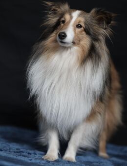 Sheltie Deckrüde - Edewecht