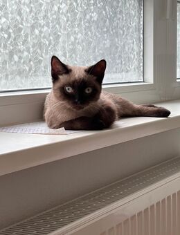 BKH Golden Black Shaded Kitten und Siam Kitten - Heilbronn Zentrum