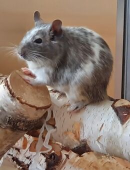 Suche Degu dringend!!! - Lemgo