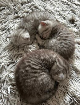 3 Katzen Babys zum Verkauf - Berlin Neukölln