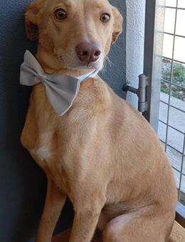 Mike ist ein zarter Bub - Donaueschingen