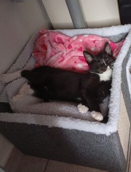 Ein kleiner Kater sucht ein Zuhause - Thale