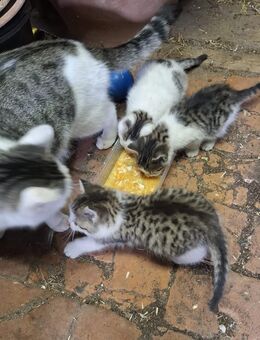 Katzen Kitten abzugeben - Nünchritz