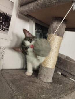 Süße Katze sucht neues Zuhause - Satteldorf