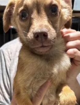 Finley - Pflegestelle oder Zuhause gesuc - Oberwies