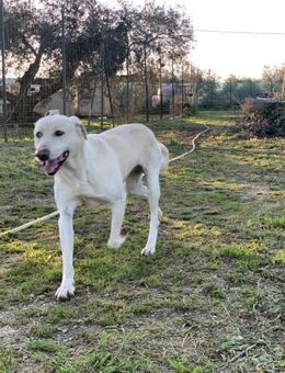 der sensible Brio sucht ein Zuhause - Untergriesbach