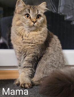 BKH- Kitten - Plaidt
