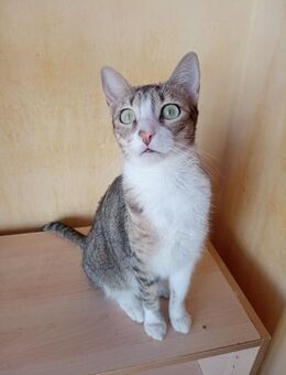 Gesellige Zuna (ALO) - Geisenheim