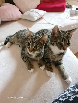 Katzen Baby abzugeben 21 Wochen alt - Werdohl Zentrum