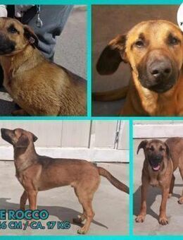 Rocco Malinois Mischling Rüde Junghund - Margetshöchheim