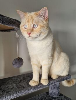 Liebevollen Kater abzugeben - Ingolstadt