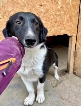 Lucky ist jetzt ganz allein im TIerheim - Großefehn