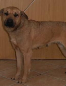 Tina Mischling Hündin sucht Zuhause - Margetshöchheim