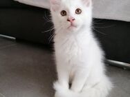 Maine Coon Kitten - Singen (Hohentwiel)