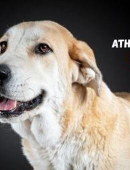 Athena - ruhig und geduldig - Heppenheim (Bergstraße)