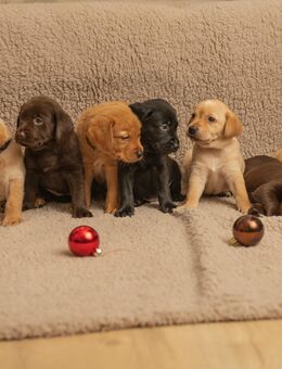 Labrador Welpen richtig süß zu verkaufen - Paderborn