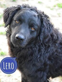 Lero möchte so gerne eine Familie - Flörsheim-Dalsheim