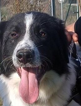 Theo - wurde verletzt gefunden ... - Mettmann