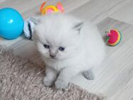 Reinrassige BKH Kitten - Brakel