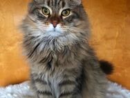 Sibirische Waldkatzen MaineCoon Kater / Kätzchen/ Kitten - Brücken