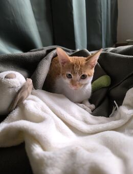 Kleine tapfere Katze Marley / ATAXIE - Karlsruhe