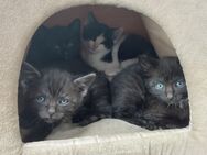 Hofkatze / Kätzchen / Kitten - Fichtenau