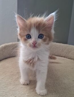 Sibirischen Waldkatze Mix ,3x Mädchen und ein Katerchen - Neustadt (Donau)