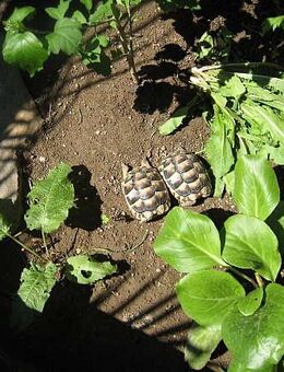 Breitrand Landschildkröten Nachzuchten 2024 - 2025 aus Freilandhaltung - Leverkusen