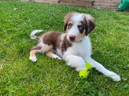 Nur noch dieser süße Australian Shepherd Welpe - Duisburg