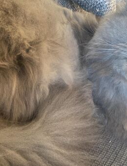 Liebevollen Perser Kater abzugeben - Fürstenwalde (Spree)