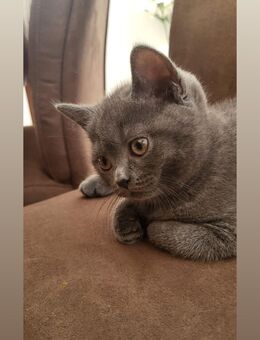 BKH kitten - Leverkusen