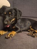 Anhängliche Nera in 66636