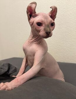 Hübsche Sphynx Baby Katze - Berlin