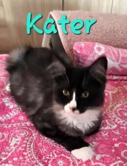 2 Maine Coon Kater und Katze - Rüsselsheim