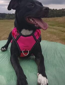 Abby kleine süße Maus 💕 - Sindelfingen