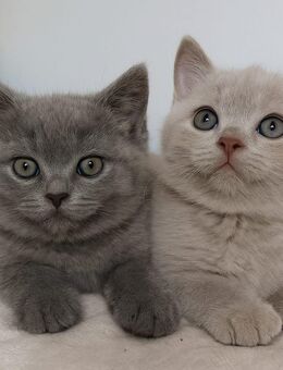 Abgabebereit BKH lilac/blau Kitten, Reinrassige Katze, Babykatze, Katzenbaby, Britisch kurzhaar - Heinsberg Zentrum