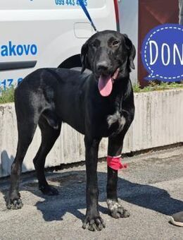 Doni ein eleganter Jäger - Mannheim