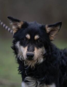 Arthur-BE kluger Junge sucht Menschen! - Neustadt (Rübenberge)