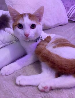 Kater sucht neues zu Hause - Hamburg
