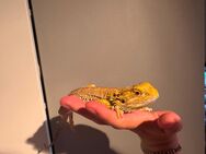 Bartagame Männlich 1,5 Jahre Menschenfreund - Helmstedt