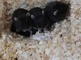 Dsungarische zwerghamster babys in 24601