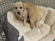 Fenja sucht ihre Familie - Celle