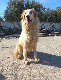 PIPPA - aufgeweckte junge Hündin - Aerzen