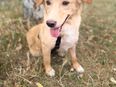 SOL - Traumhund sucht Traumfamilie in 60528